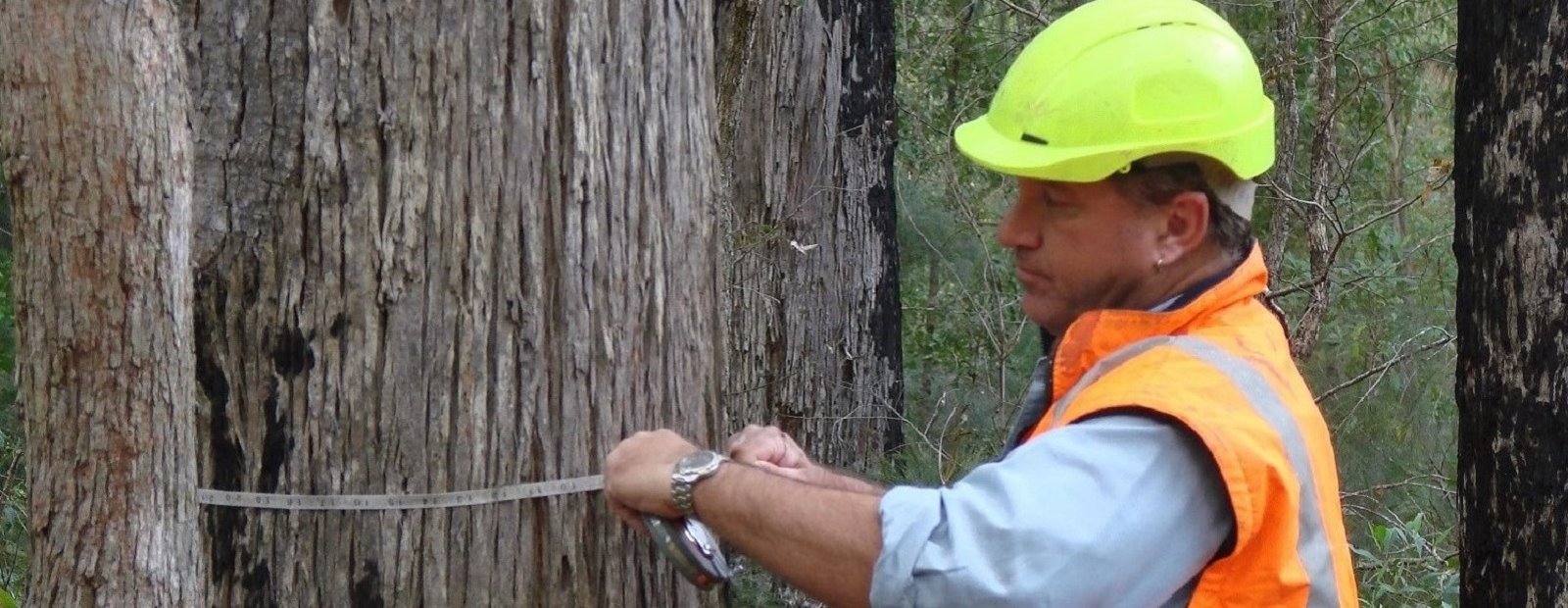 A New Forest Stewardship Pilot in NSW