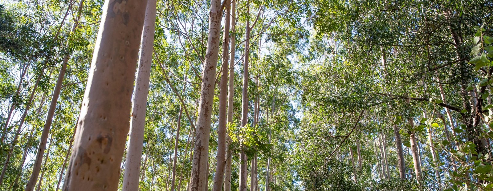 Realising the Carbon Sequestration Benefits of Planted Forests