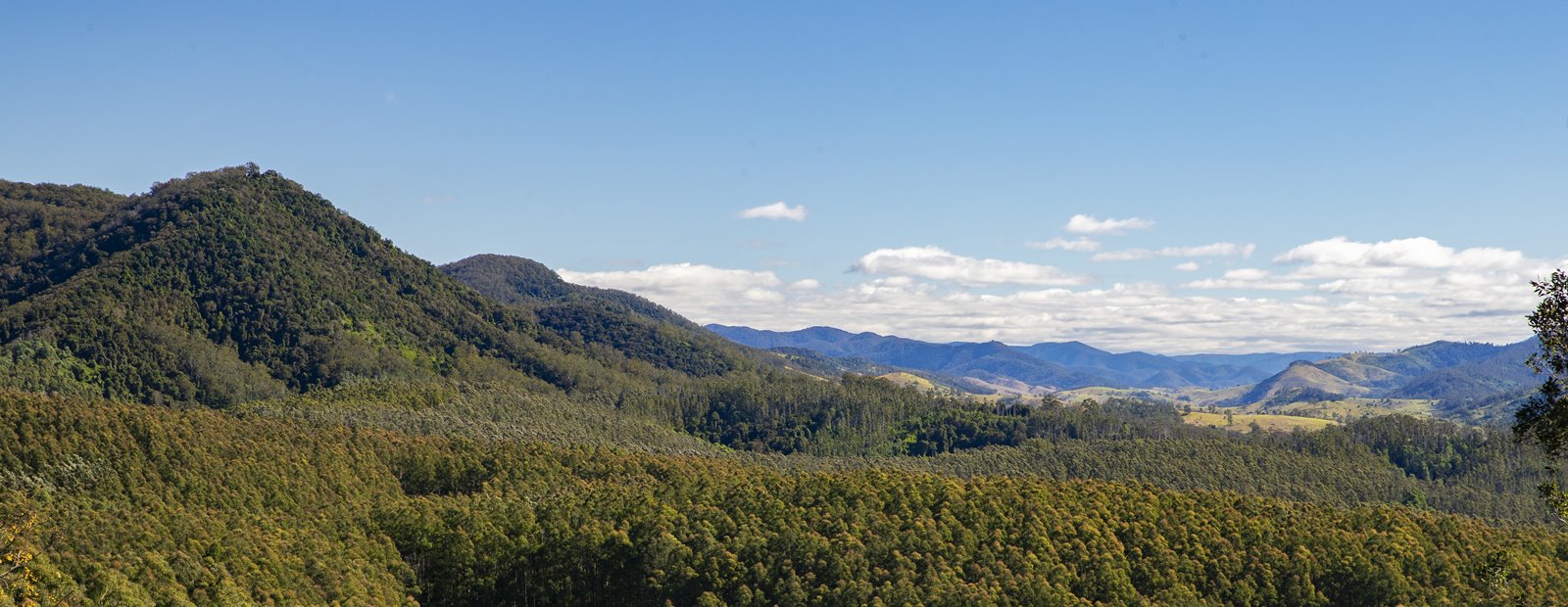 Land suitable for new planted forests in North-East NSW