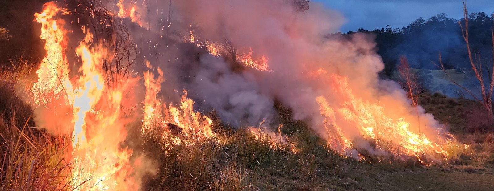 Making the timber supply chain more bushfire resilient
