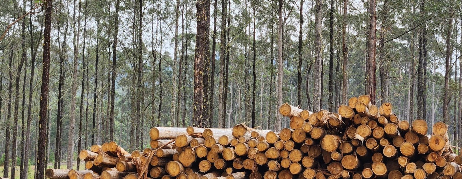 Integrating traditional and emerging markets for trees