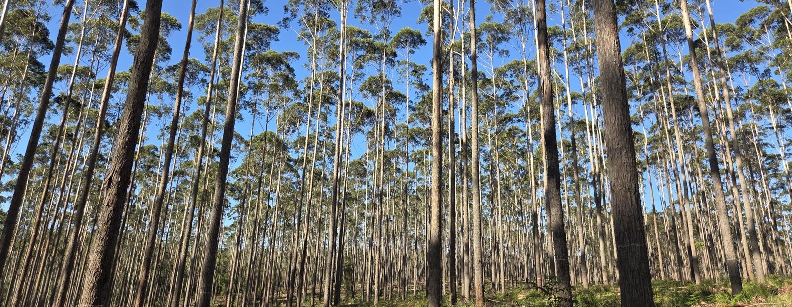 Comparing investment in hardwood plantations with managed regrowth forests